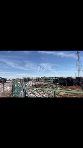 Loading cattle #ranching | femalefarmerrancher