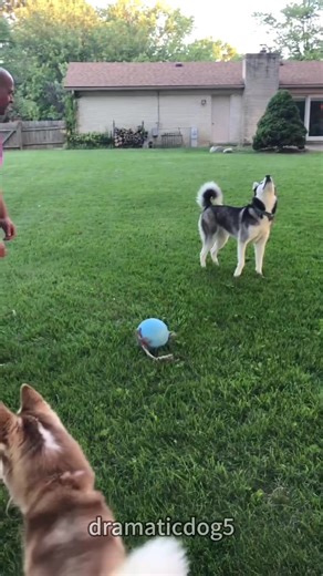 Somewhat clever, but not much.🤣🐶🥰#dog #funnydog #pet #dogvideos #fyp