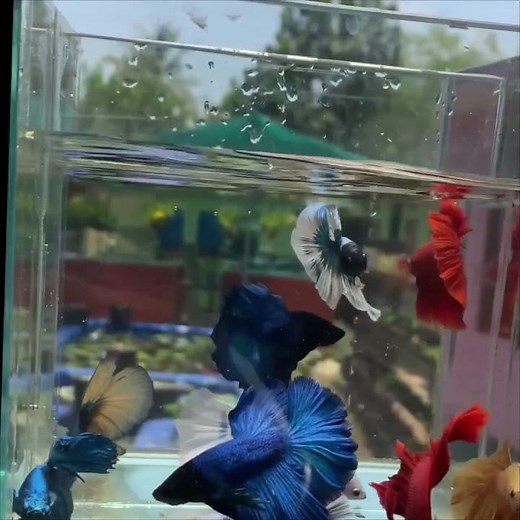 Exotic betta fishes imported for sale