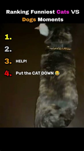 Funniest Cats VS Dogs Moments