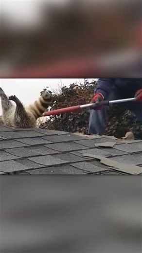 Raccoon Got Stuck in the Roof… Rescue Time 😳