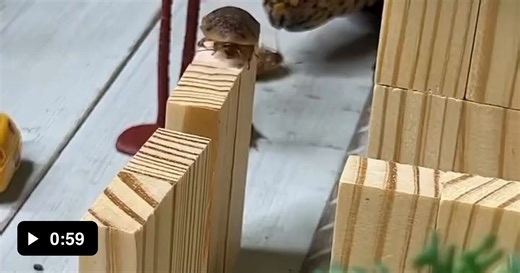 When the giant attacks - Video