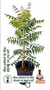 How to Buy the Best Shade Tree Neem Plant #plantpure #planttherapy #healingplants #plantlife #neem