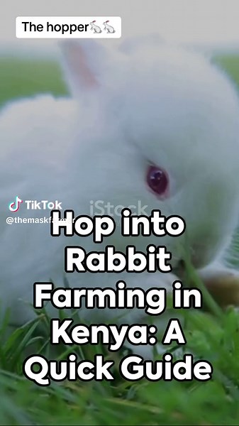 Rabbit Farming in Kenya: Explore Top Breeds and Benefits
