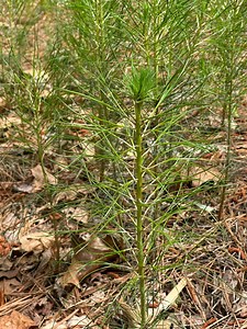 5 Pine Tree Seedlings - Etsy