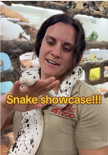 🐍✨ Today I’m hanging out with two incredible snakes, the green anaconda and the yellow anaconda. The green anaconda is the heaviest snake in the world, reaching lengths over 20 feet, with olive-green scales and black oval markings that make it nearly invisible in the waters of the Amazon. The yellow anaconda, smaller at around 10 to 13 feet, is just as stunning with its golden body covered in black and brown blotches, mostly found in the swamps of South America. What makes them even more fascin
