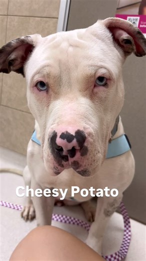 Faithful Friends Animal Sanctuary on Instagram: "🧀🥔 Meet Cheesy Potato — the comfort food of dogs. 72 lbs of pure love, approximately 2 years old, and everyone’s best friend. Cheesy Potato is a well-mannered, loose-leash walking pro who loves people, lives for fetch, and charms every vet, volunteer, and stranger she meets. Despite her size, she’s low-to-medium energy and happiest with a short walk, a few tennis ball tosses, and plenty of affection. She’s deaf (and thriving!), rides great in th