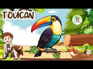 Toucan | Birds Educational video | for kids