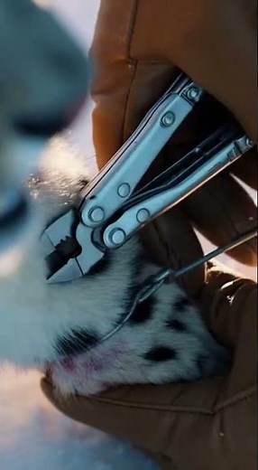 Saving a Wild Snow Leopard! 🐾 | Animal Rescue Stories