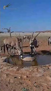 The Waterhole Is Getting Busy Again!