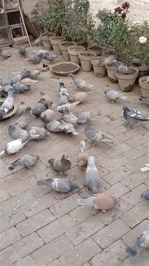 Lalban Breeding Setup Tips and Techniques