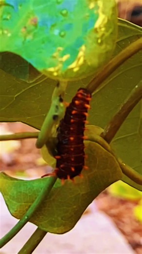 Pipvine swallowtails have a real attitude. Most butterflies sit a while with you for their wibgs to dry before taking off.. not this guy, he zooms right out. Their host plant is the Pipe Vine which is an aggressive vine that grows a phallic looking purple flower. #butterfly #typesofbutterflies #swallowtailbutterfly #butterflygarden #fyp🦋