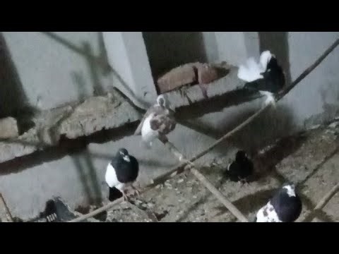 Kabutr Video | Live Kabutr Video Feeding And Show