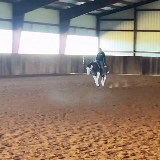 Western Reining Horses: Sliding Stop and Cowboy Quarter Horse