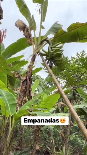Las deliciosas empanadas 😍#soydechone #manabi #ecuador #empanadas #manaba #chone | Soy de Chone