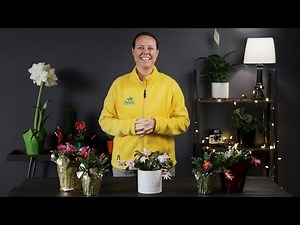 PETITTI Christmas Cactus | How to Grow, Care for & Propagate