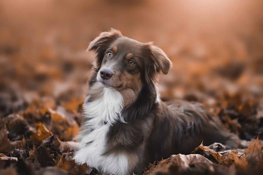 Male vs. Female Australian Shepherd: 5 Key Differences