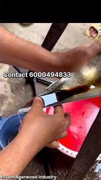 How Agarwood Oud Oil Is Made | Complete Distillation Process Step by Step #oud #agarwood #OudOilMaki