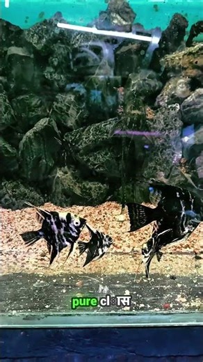 New stock of 3 types of angel fish #angelfish #angelfishtank #plantedtank #shorts #fyp #thane #viral