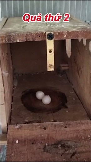 Phần 3: Trứng thứ 2 đã chào đời - Nhật ký sinh sản chim yến phụng