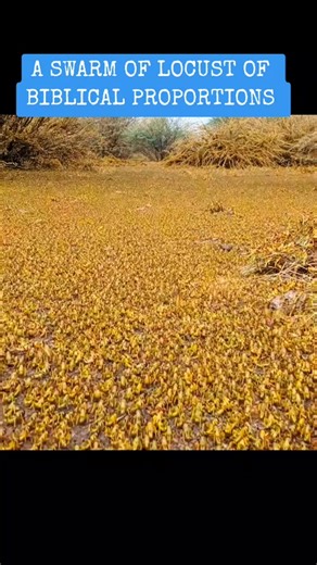 Locust Swarm in the Amazon Forest: Are They Edible?