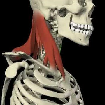 Contralateral rotation of the head and cervical spine from 3D Anatomy for Manual Therapies