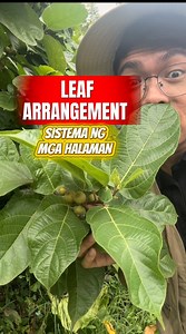 Leaf arrangement or phyllotaxy | Ethan Hernandez