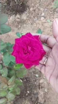 Rose Flowers In Our Garden #rose #shorts #youtubeshorts #garden