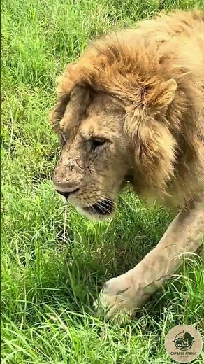 EXCLUSIVE THE BEST 3 DAYS TANZANIA SAFARI FROM ARUSHA | 2 NIGHTS WILDLIFE EXPERIENCE #exploreafrica