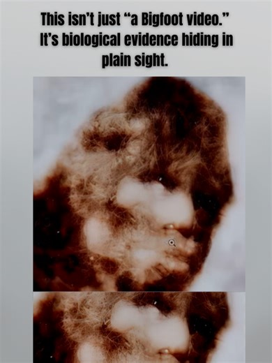 MK Davis Just Changed the Game. This breakdown of the Patterson–Gimlin footage goes deeper than most people ever dare focusing on the jawline. When you isolate the frames and stabilize the motion, the structure becomes undeniable: forward-set mandible, natural muscle movement, and bone mass that doesn’t behave like a costume. The way the jaw flexes during the stride suggests real anatomy under real skin, not rubber or foam. This isn’t just “a Bigfoot video.” It’s biological evidence hiding in pl