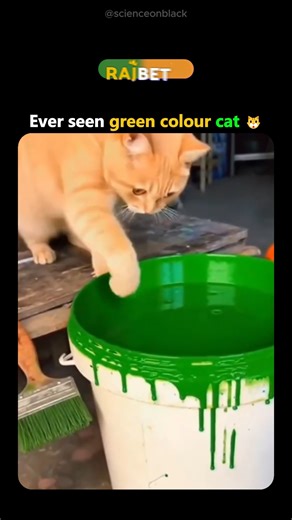 Science On Black on Instagram: "he video depicts an orange tabby cat investigating a bucket of green paint, pawing at it before leaping in fully and emerging covered in dripping green, with exaggerated sad eyes, accompanied by light music for comedic effect. Posted December 18, 2025, by Arabic account @Mr_Cool102 , known for feel-good content, it quickly amassed 223,000 views and 415 likes, tapping into viral trends of animal antics. User reactions split between calling it "cute" and dismissing