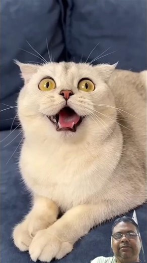 🩰Who are these tiny pointe shoes for?#cat #cats