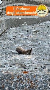Il Lago Cingino: dove gli #stambecchi fanno parkour sulla diga. 🚪Ma aspetta, c’è il livello bonus: se attraversi il tunnel dell’Enel – che sembra l’inizio di un videogioco – sbuchi al Lago di Camposecco col suo bivacco avanguardistico! . Sì, hai capito bene. Gli stambecchi qui non passeggiano, scalano. Si arrampicano sulla parete verticale della diga come se fosse il loro tapis roulant personale. E no, non è un effetto speciale. 🥾 Puoi arrivarci con un bel trekking: una giornata piena oppure, 