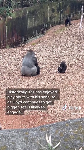 Floyd and Taz Playtime: A Father-Son Gorilla Bonding Moment