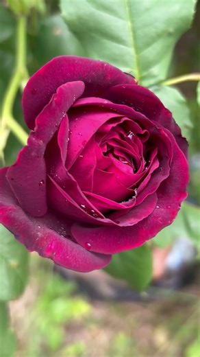 🌹 The charm of Rouge Royale ✨ルージュ・ロワイヤル✨#バラ愛好家 #農薬使用なし #花言葉 #organicgardening