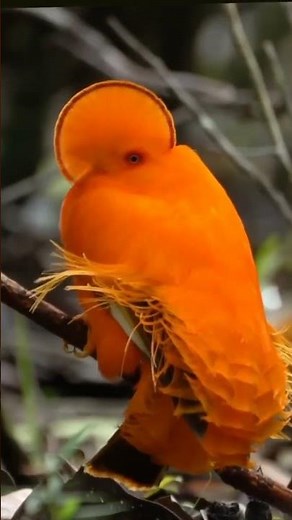 Guianan cock of the rock Rupicola rupicola
