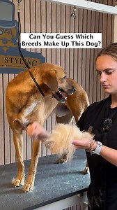 Doggy Daily Episode 510: Max the Saluki cross 🐾 #doggrooming #saluki #mixedbreed #grooming #salukicross | Doggy Styling