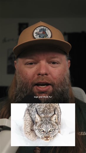 The Cat With Snowshoe Feet ❄️🐾