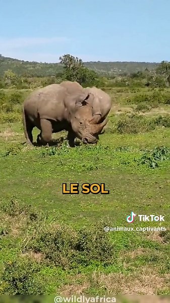 Tout savoir sur le rhinocéros, le mammifère majestueux !