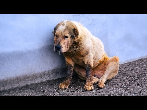 Heartbroken Dog Found With His Face Destroyed — But He Still Trusts