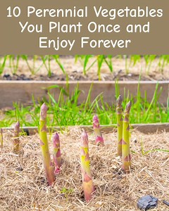 62K views · 149 reactions | Mastering Grape Tree Growth: Essential Skills for Success....See more | Agriculture 2.1 | Facebook