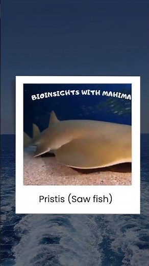 Meet the Sharks&Rays! 🦈Chondrichthyes Explained with NCERT Examples #biology#neetbiology#neet #cbse