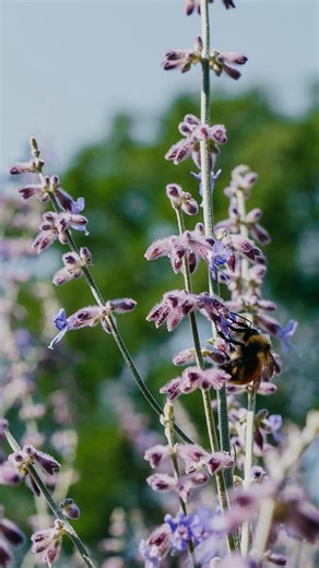 3.7K views · 193 reactions | #ad Do you have an area in your yard...