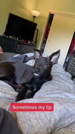 Cosmic Derp on TikTok