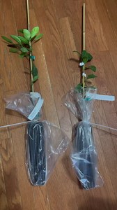 1K views · 24 reactions | Let’s plant the Satsuma Owari Mandarin #gardening #garden #plants #tree #fruittree #organic #costandcooks #northcarolina #nc | Cost and Cooks Channel | Facebook