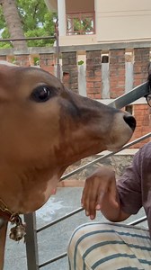 This Thejum, I tell you, is an abusive bull baby ❤️. Update on the hay - he rejected it. We will try again tomorrow, full of hope that he will one day behave like a cattle should 😅❤️🐮 #mylaporekitchens #thejum #thejas #bull #rescuebull #grasspuppy #anbuthollai | Mylapore Kitchens- Homemade & Authentic