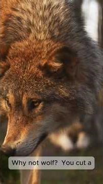 8. The Predator's Paradox, why humans don't eat carnivores?