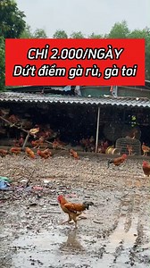 🔥 CHỈ 25K/GÓI - ĐÁNH BẠI GÀ RÙ, GÀ TOI 👉 Hết bệnh nhanh – Giảm hao hụt – Tăng lợi nhuận ✅ Đặc trị: Tụ huyết trùng, E.coli, thương hàn, chướng diều, khô chân, mào thâm, hen ghép, khò khè, tiêu chảy phân xanh trắng... ✅ Dạng bột dễ pha, trộn nước/trộn cám đều tiện ✅ Không nhờn thuốc – Không tái lại ✅ Hỗ trợ phục hồi nhanh, tăng sức đề kháng tự nhiên ⚡ Hiệu quả sau 3 ngày sử dụng 🏆 Sản phẩm CHÍNH HÃNG - UY TÍN - AN TOÀN 📌 MUA NGAY – CHỈ 25K/GÓI! 📩 Nhắn tin ngay để được tư vấn & giao hàng tận n