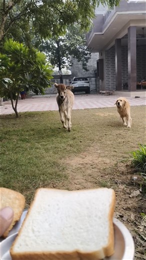 Jigri Dost: Calf & Golden Retriever RACE for Dinner! 🐮🐶🍞🍪 #Shorts #unlikelyfriends #goldenretriever
