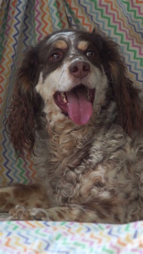 Chó Phản Ứng Với Tiếng Chó Con 🐶 Múa Lưỡi Siêu Cute #Shorts #dog